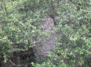 BEEHIVE IN TREE OF COUNTRY CLUB LOCATION IN SAN ANTONIO TEXAS